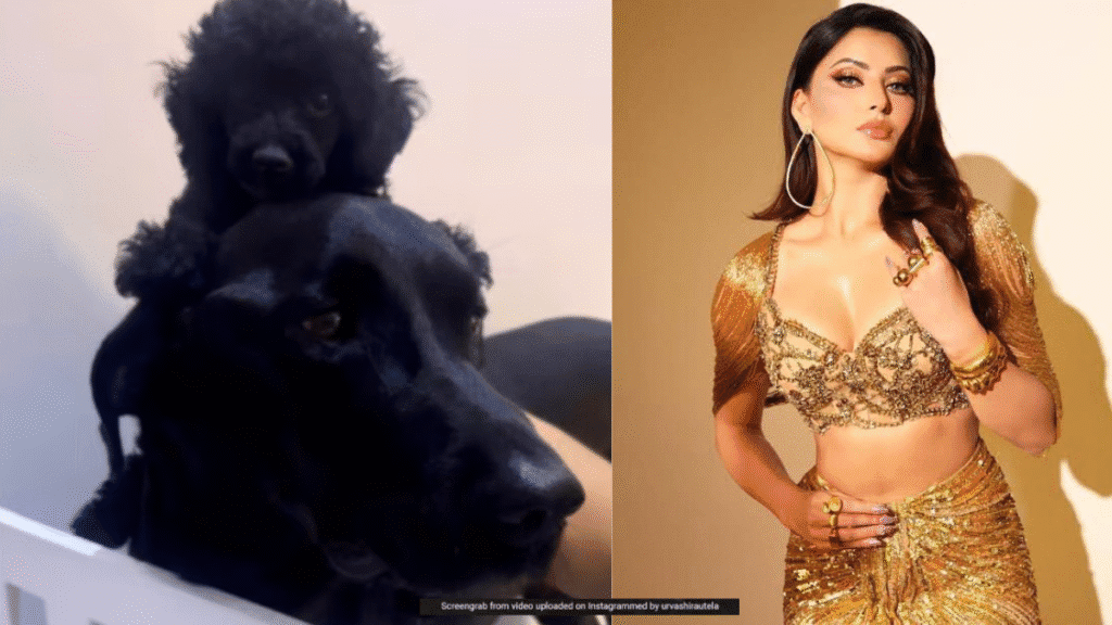 Urvashi rautela ने बढ़ाया परिवार, किया प्यारी फर बेबी ‘Kylie Rautela’ का स्वागत‘ इंटरनेट पर मचा प्यार का तूफ़ान!